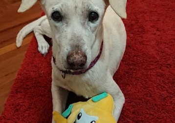Zora