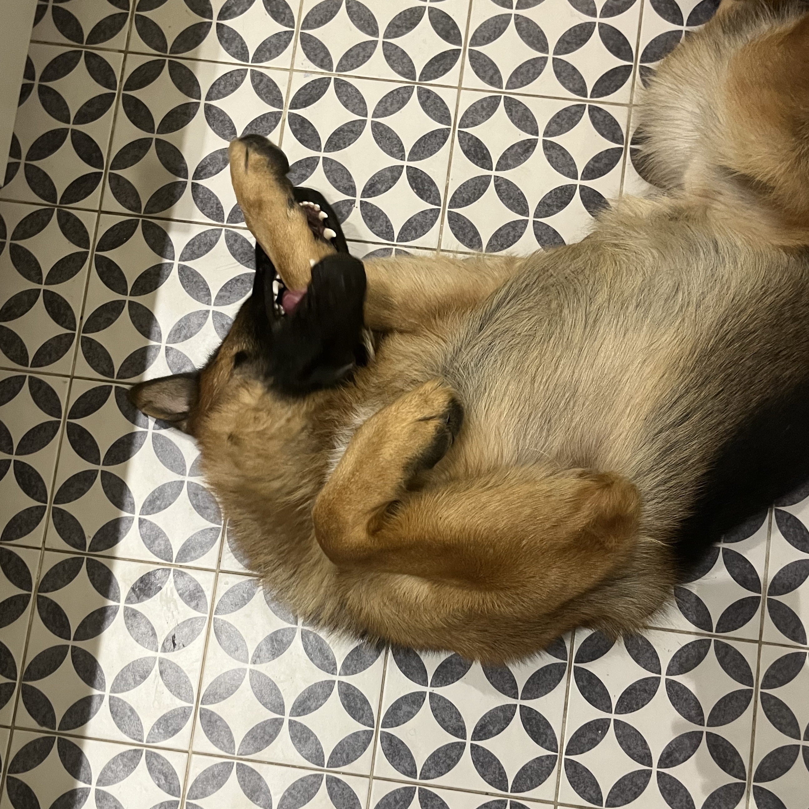 Bruno
