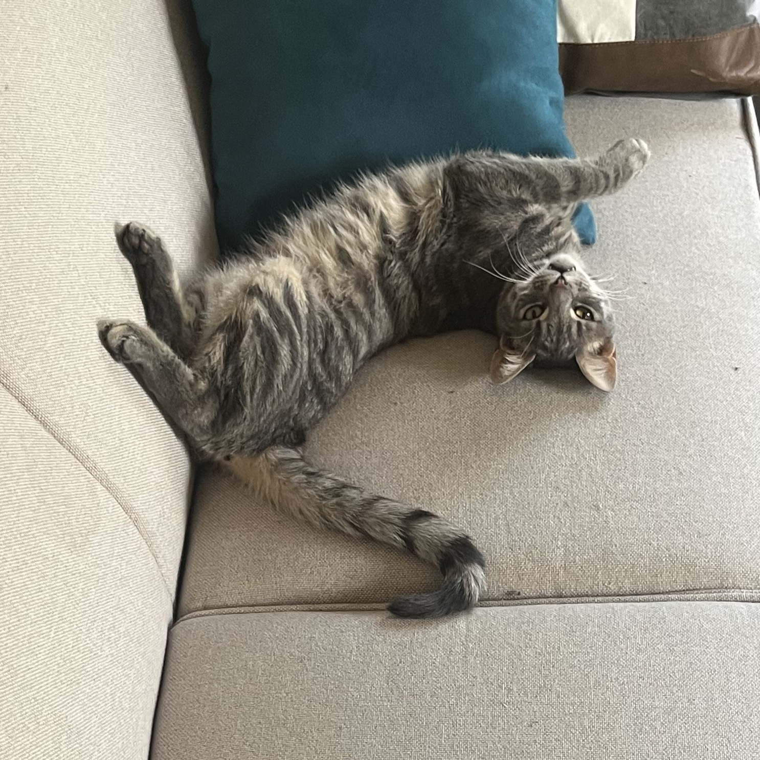 Simba