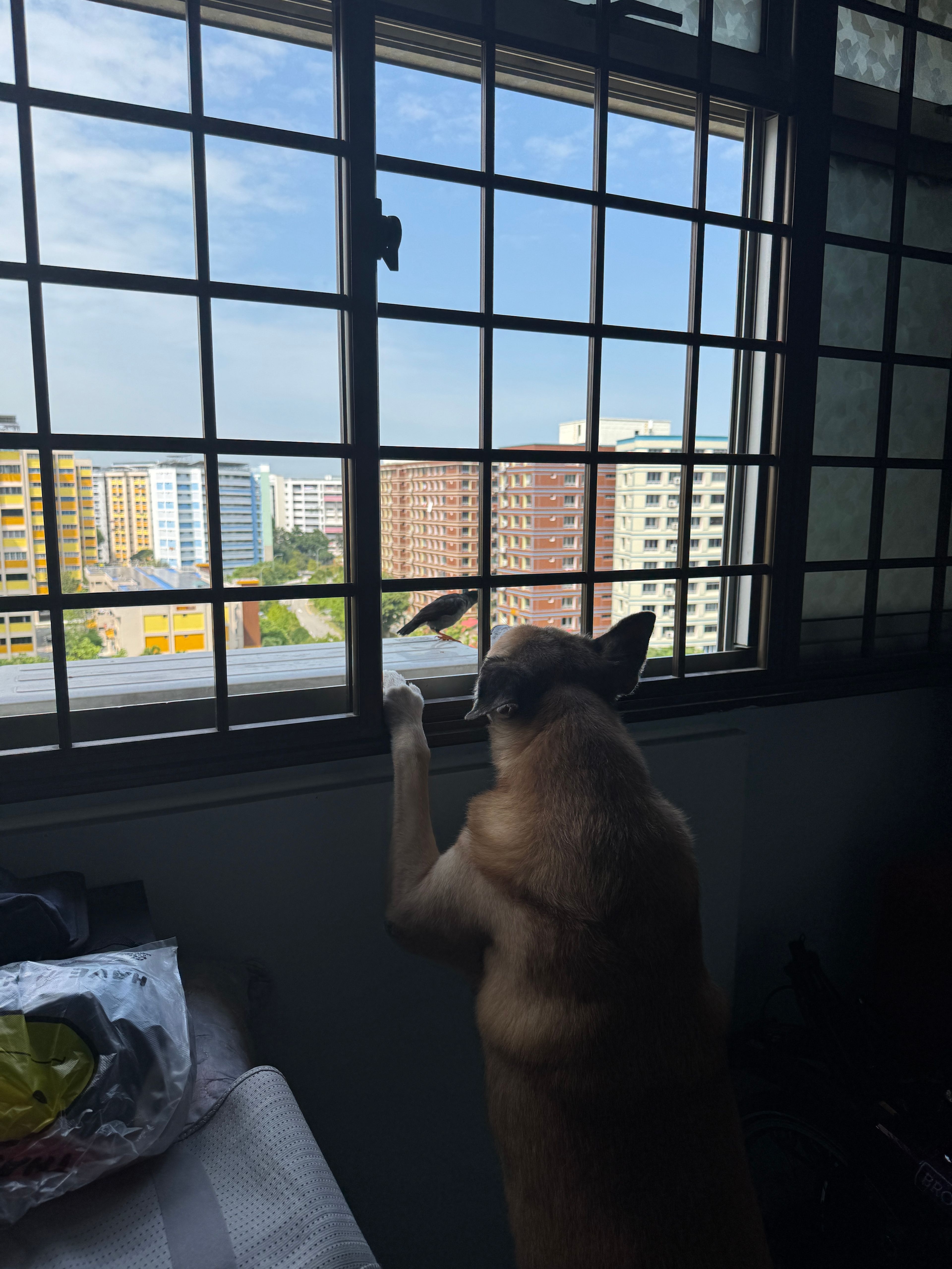 image-7
