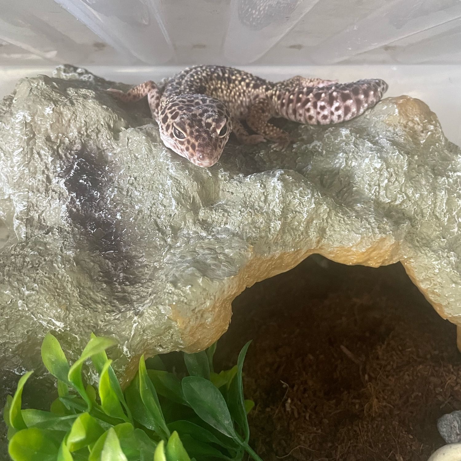 Mochi