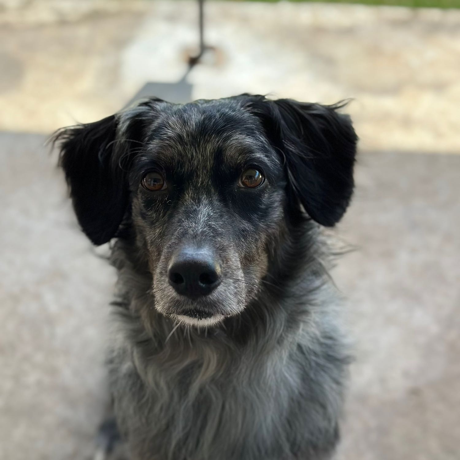 Zeek
