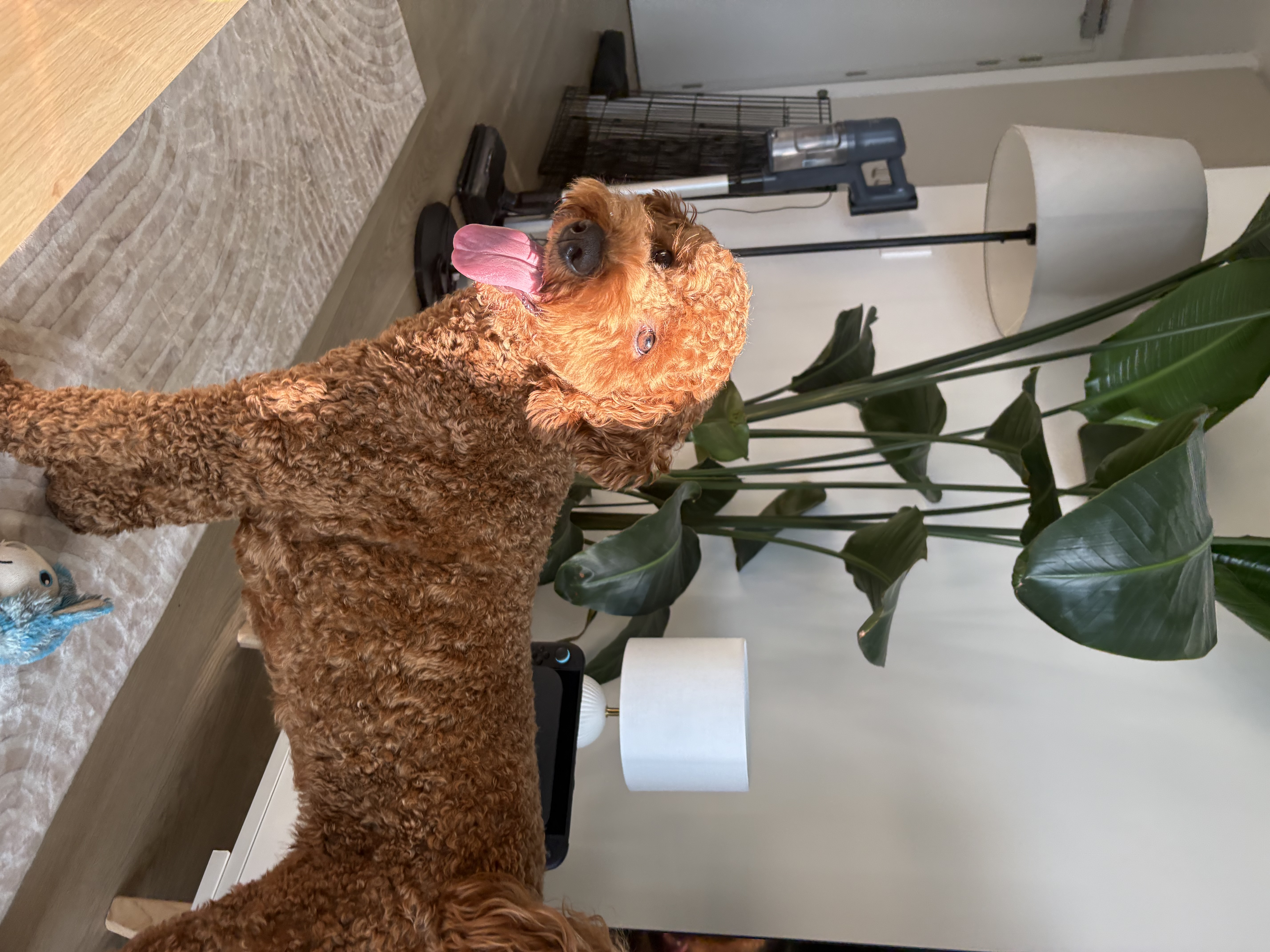 image-6