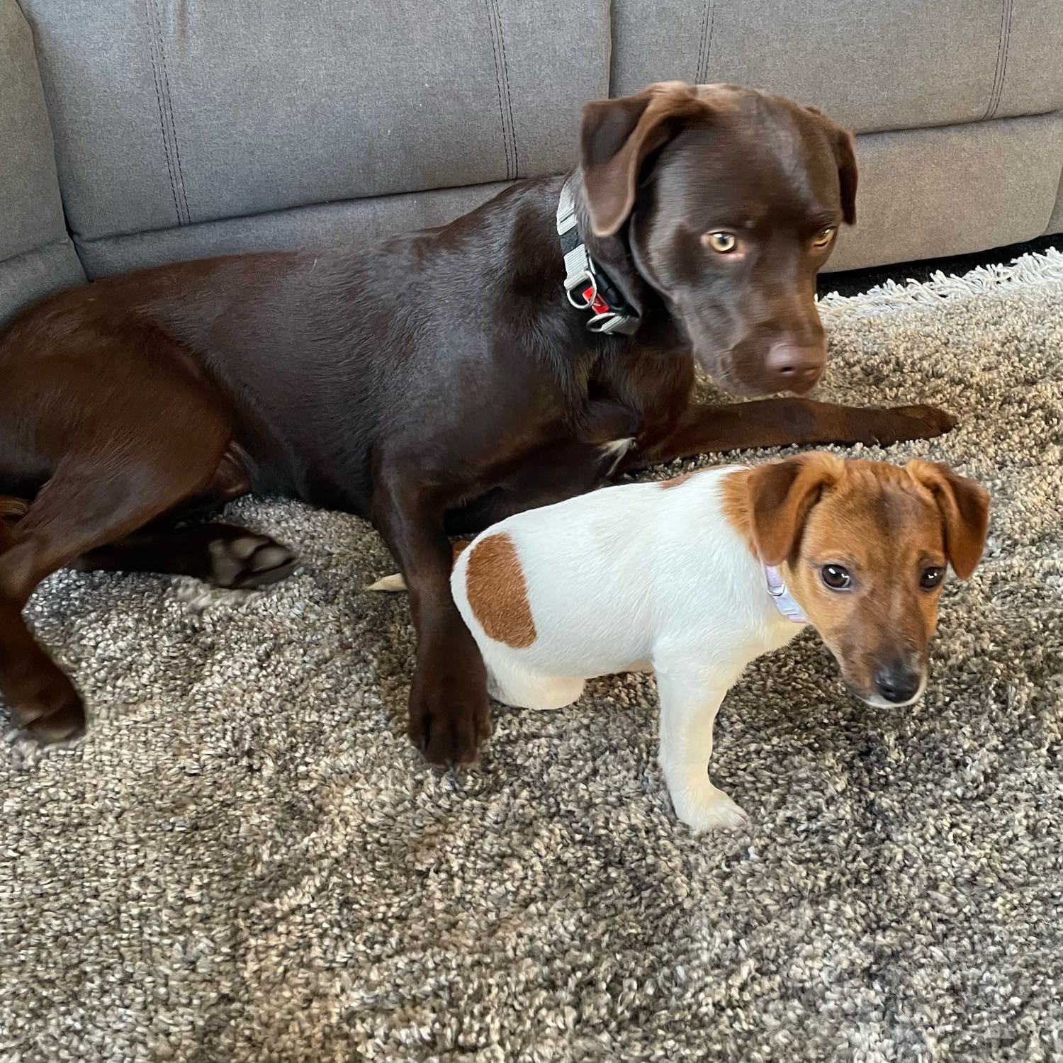 Oscar and Ollie