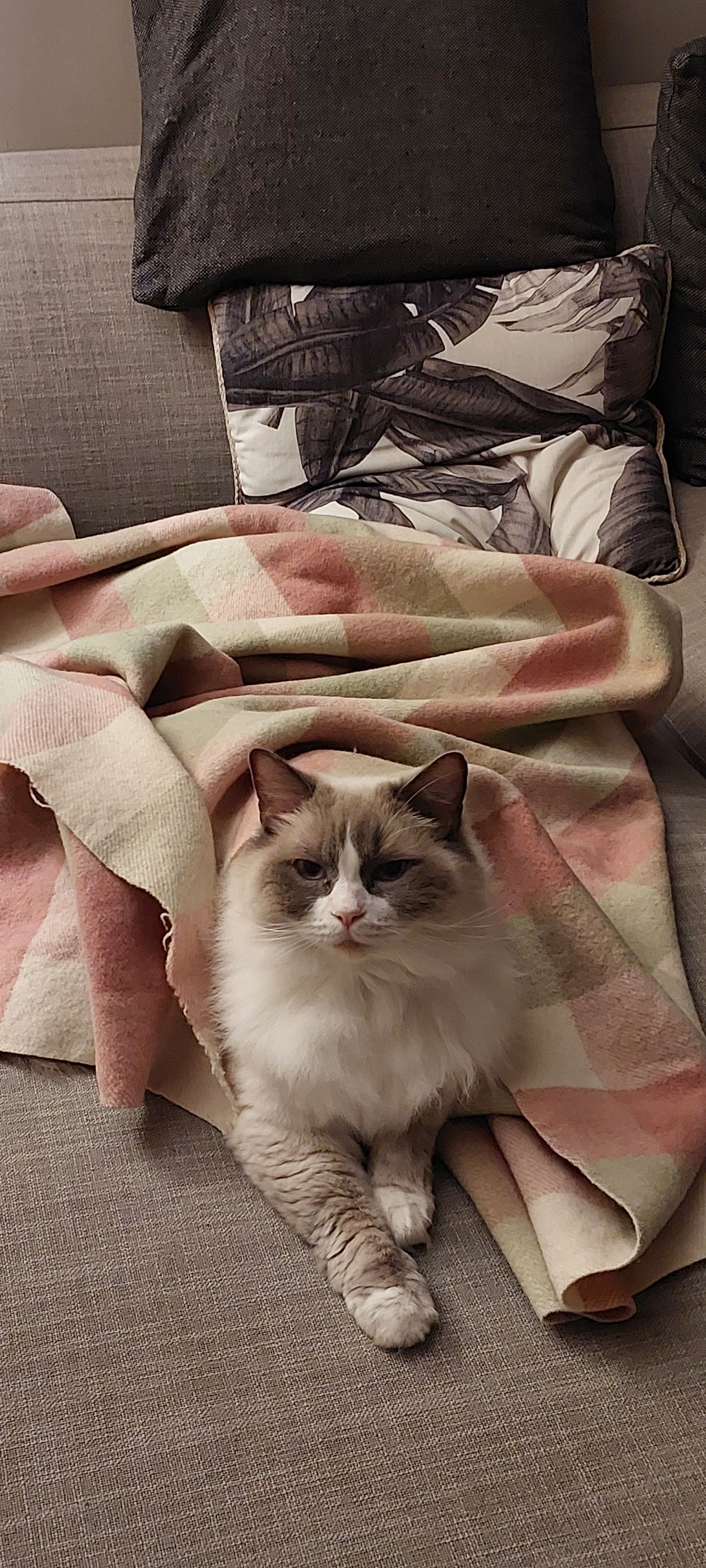 image-12