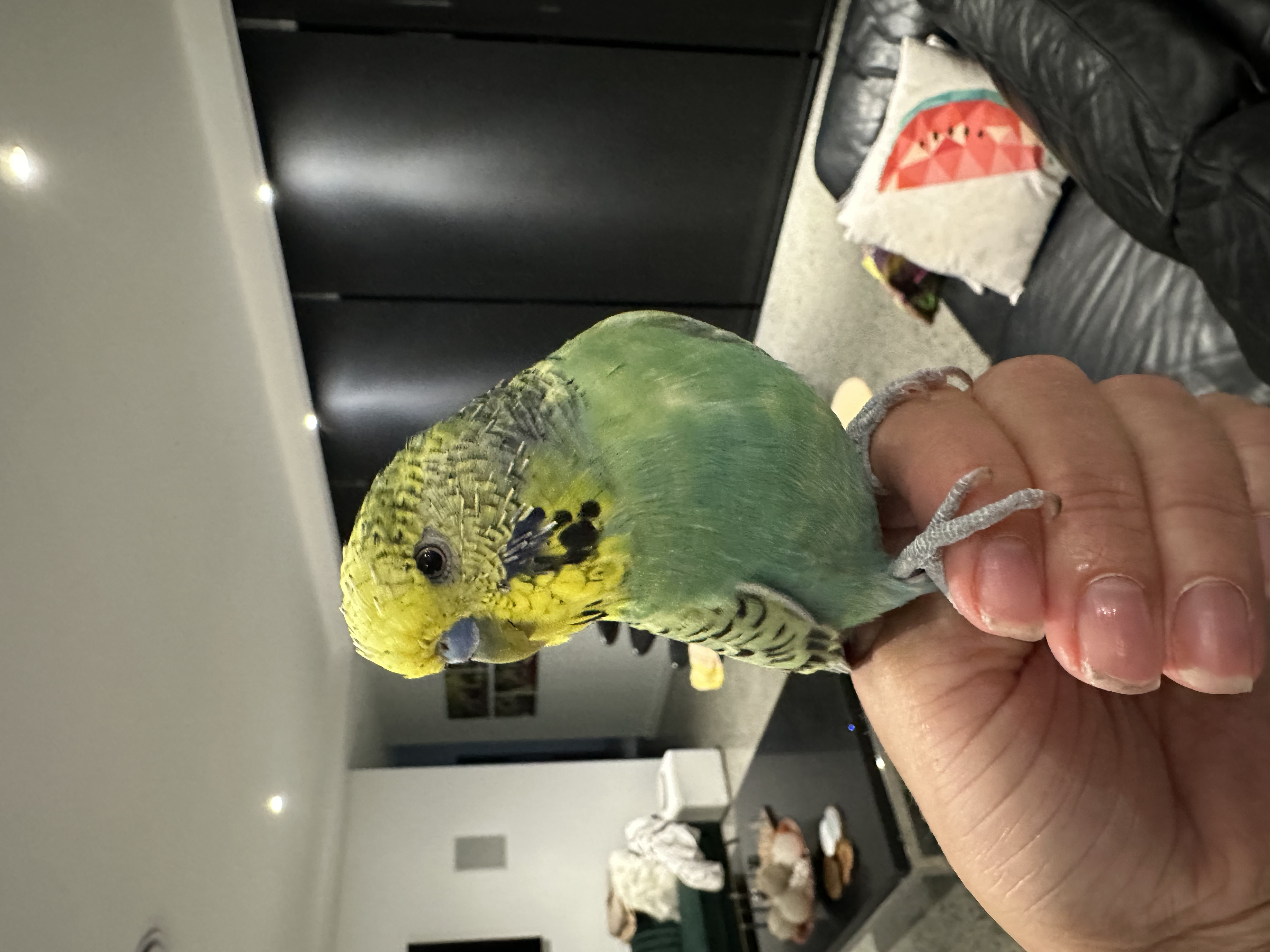 image-9