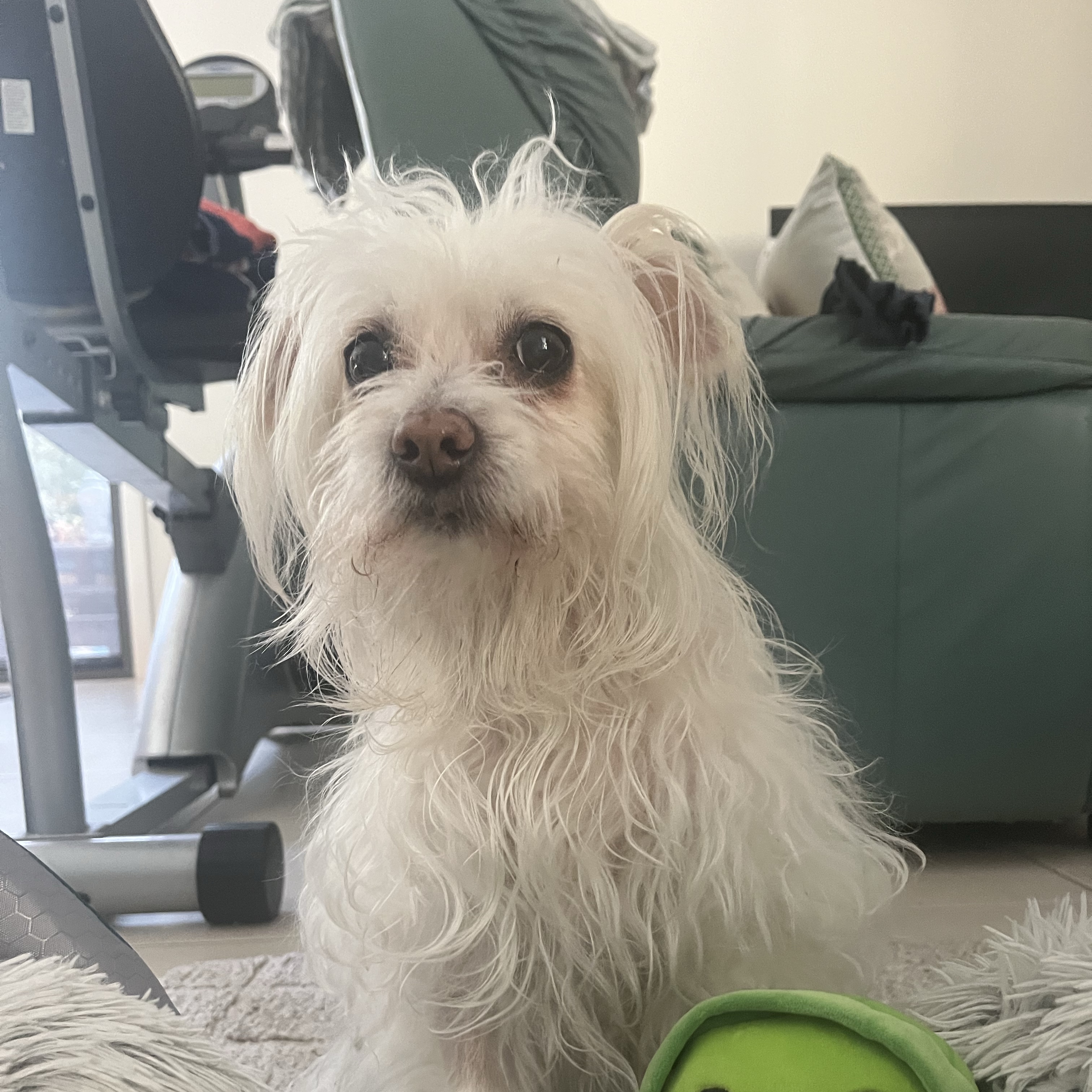 lulu