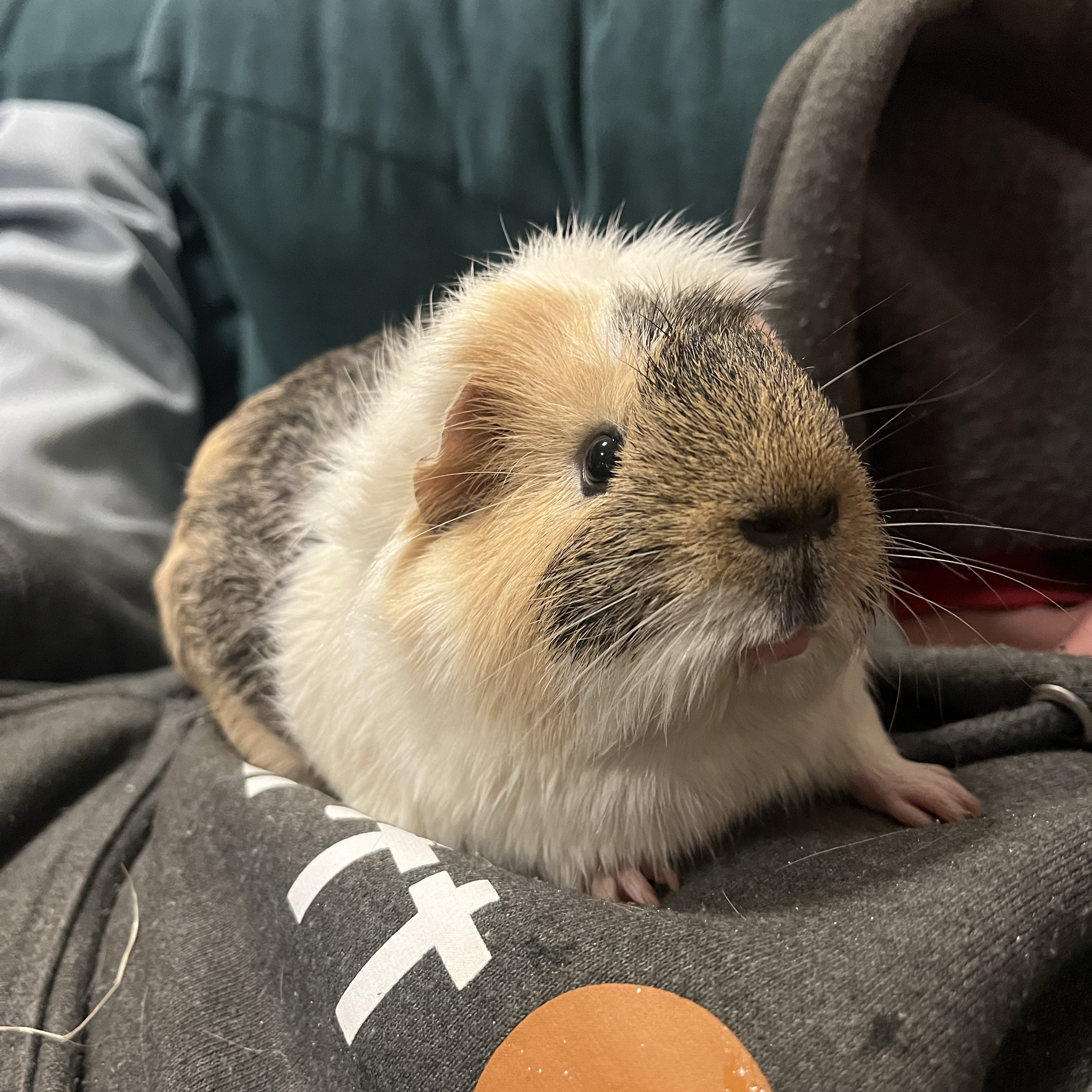 bruno