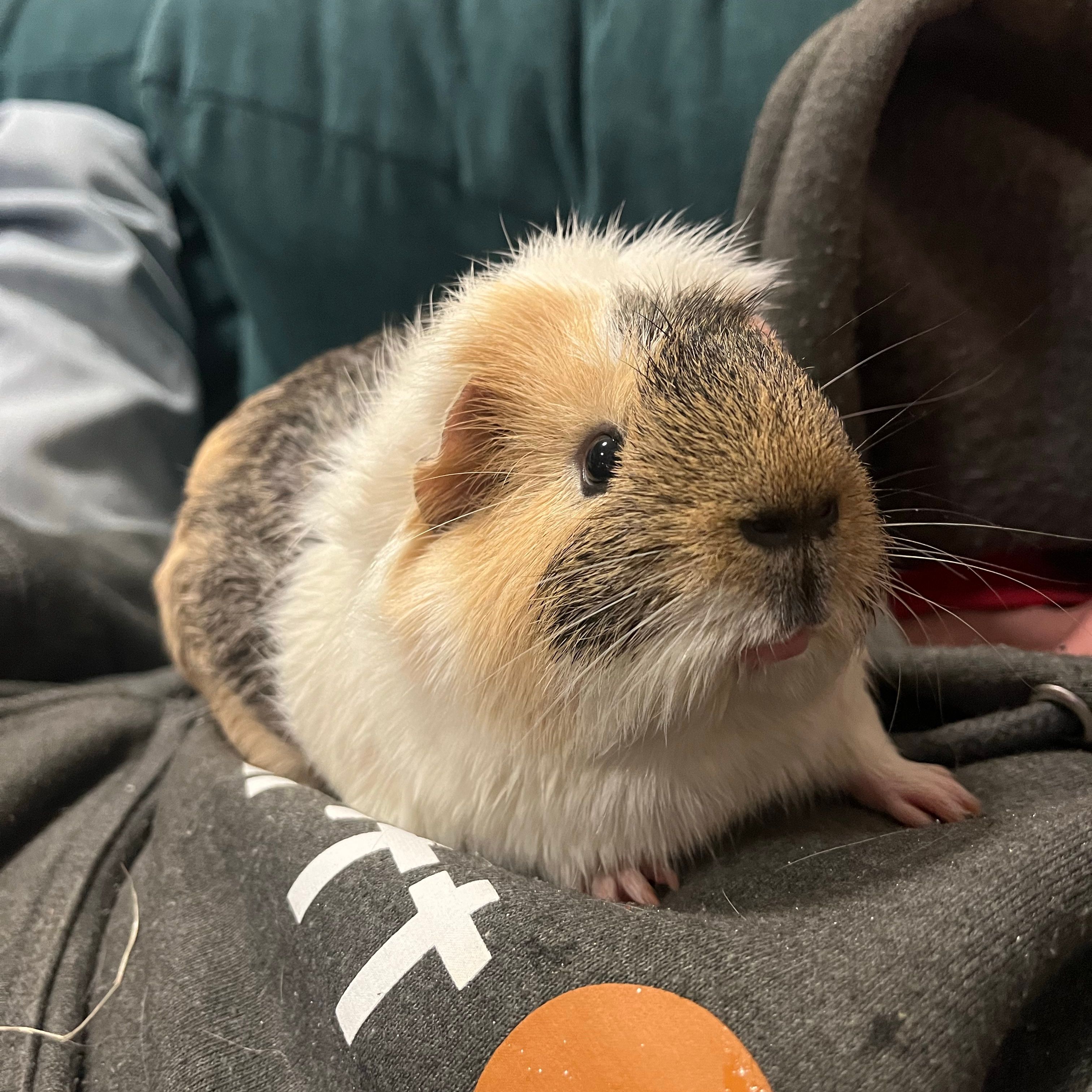 bruno