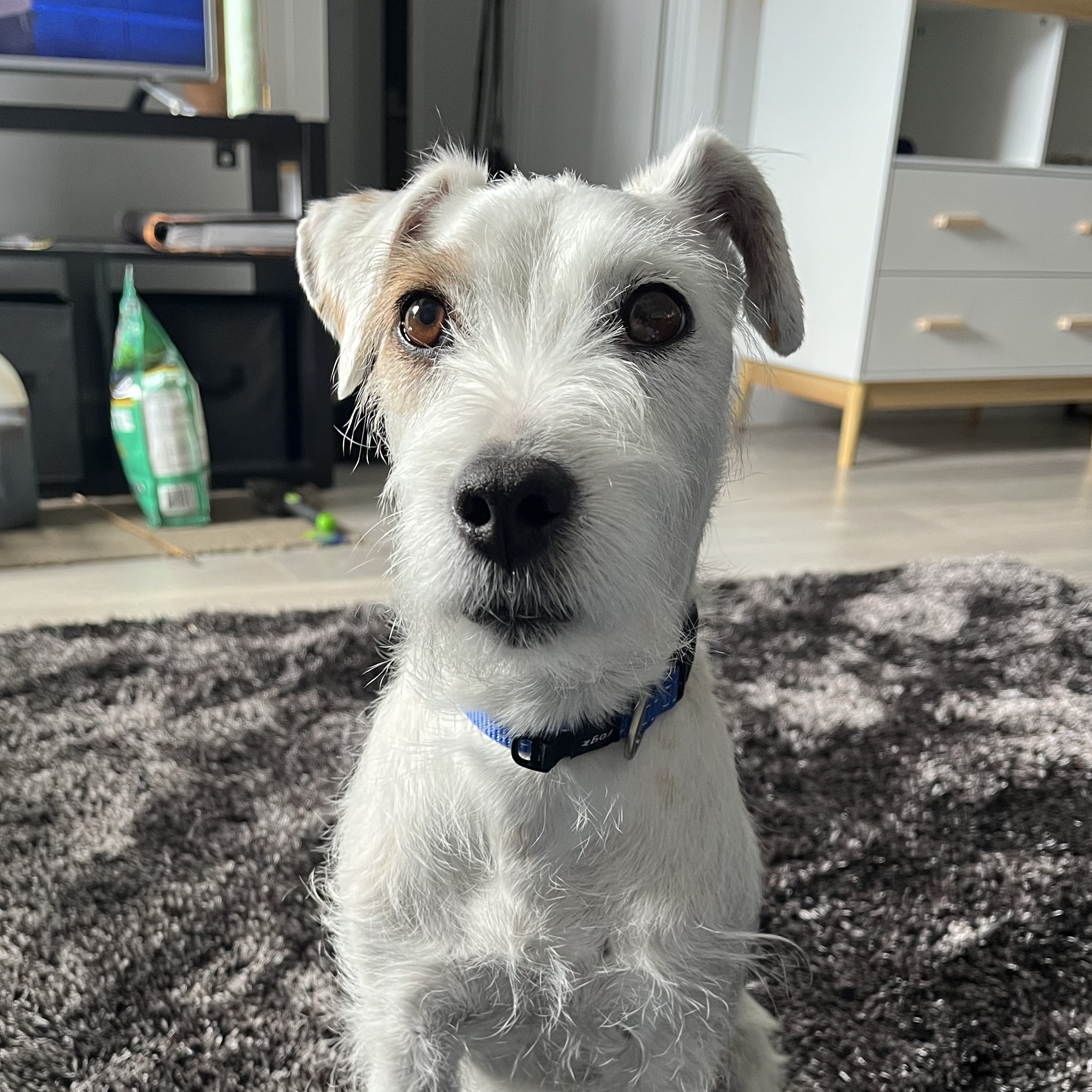 Frankie