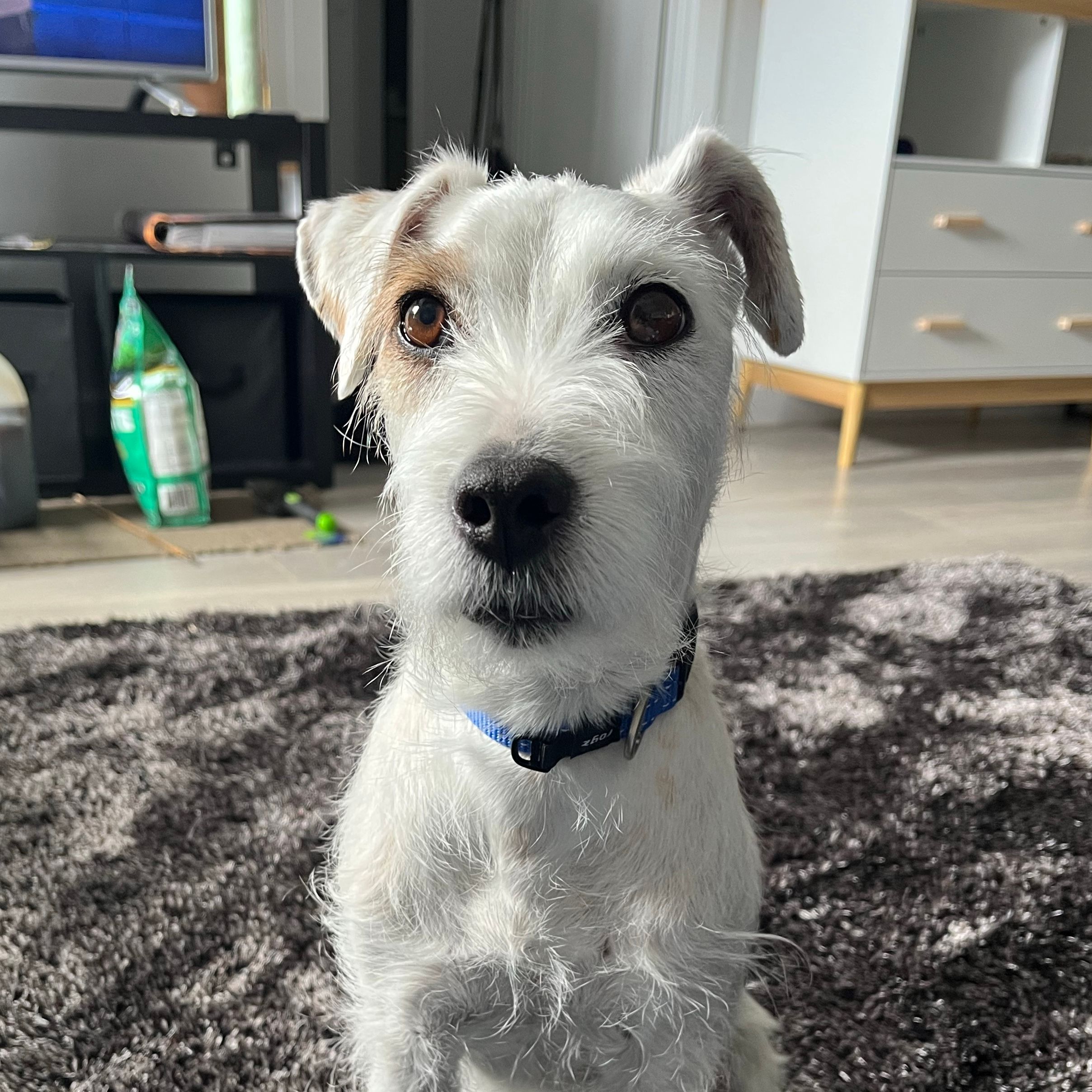 Frankie