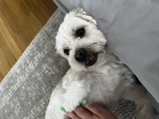 image-11