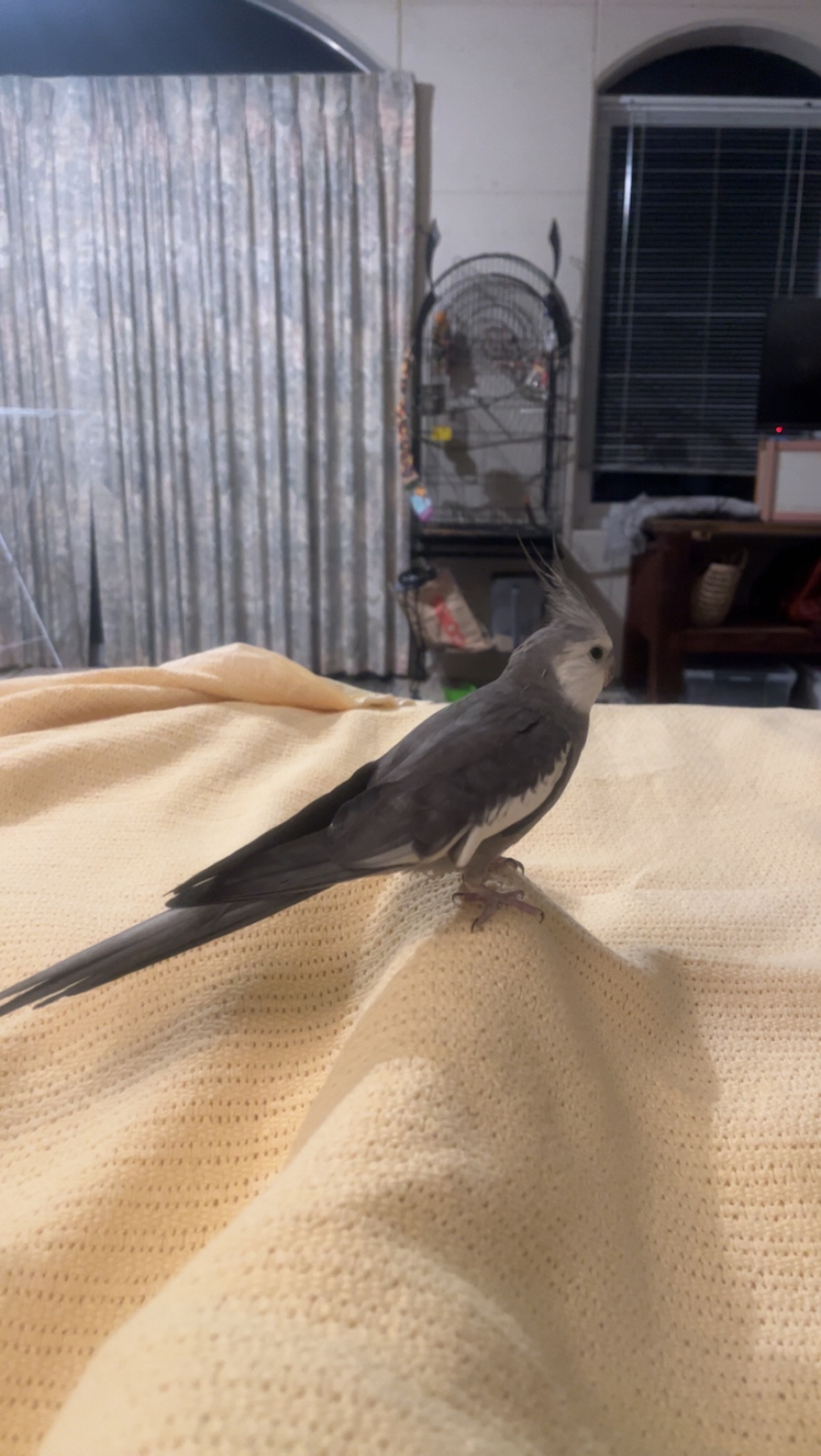 image-11