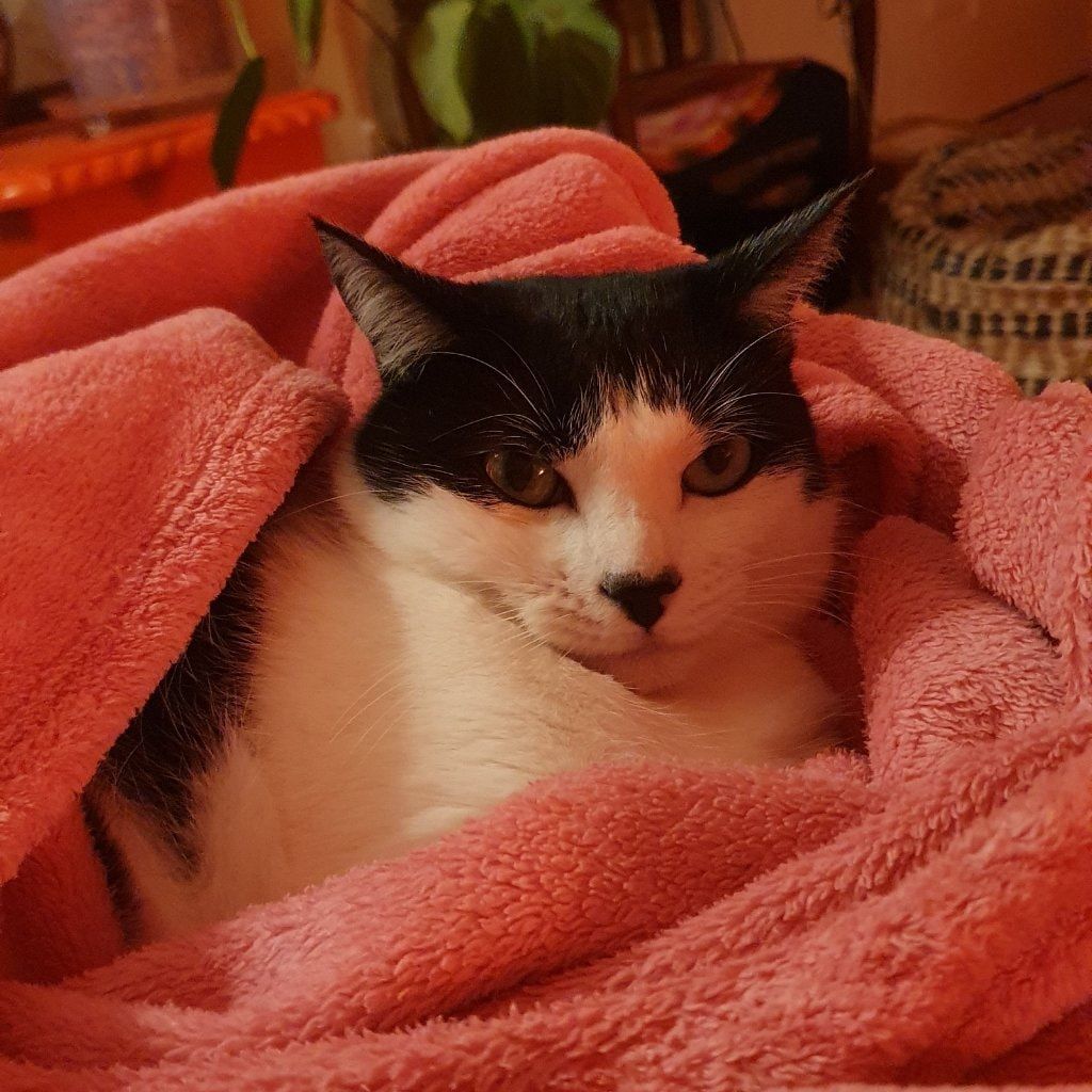 Juno