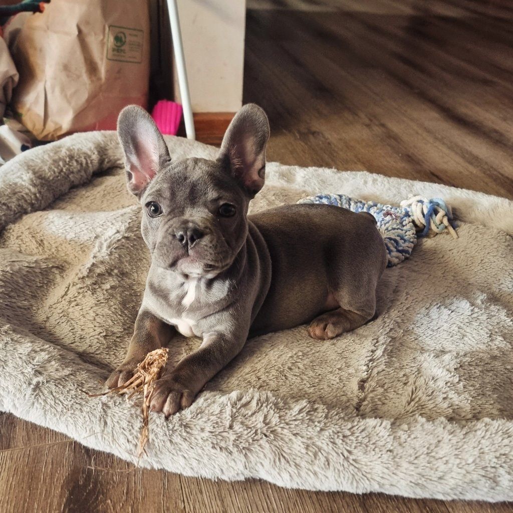 Violet