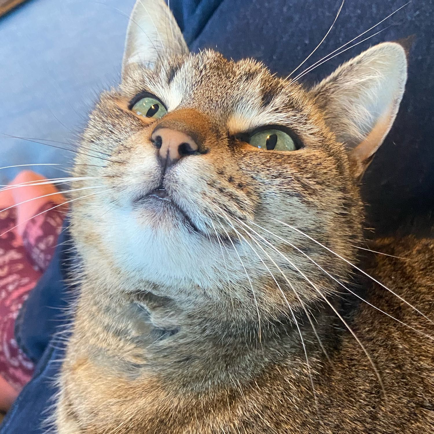 Sadie