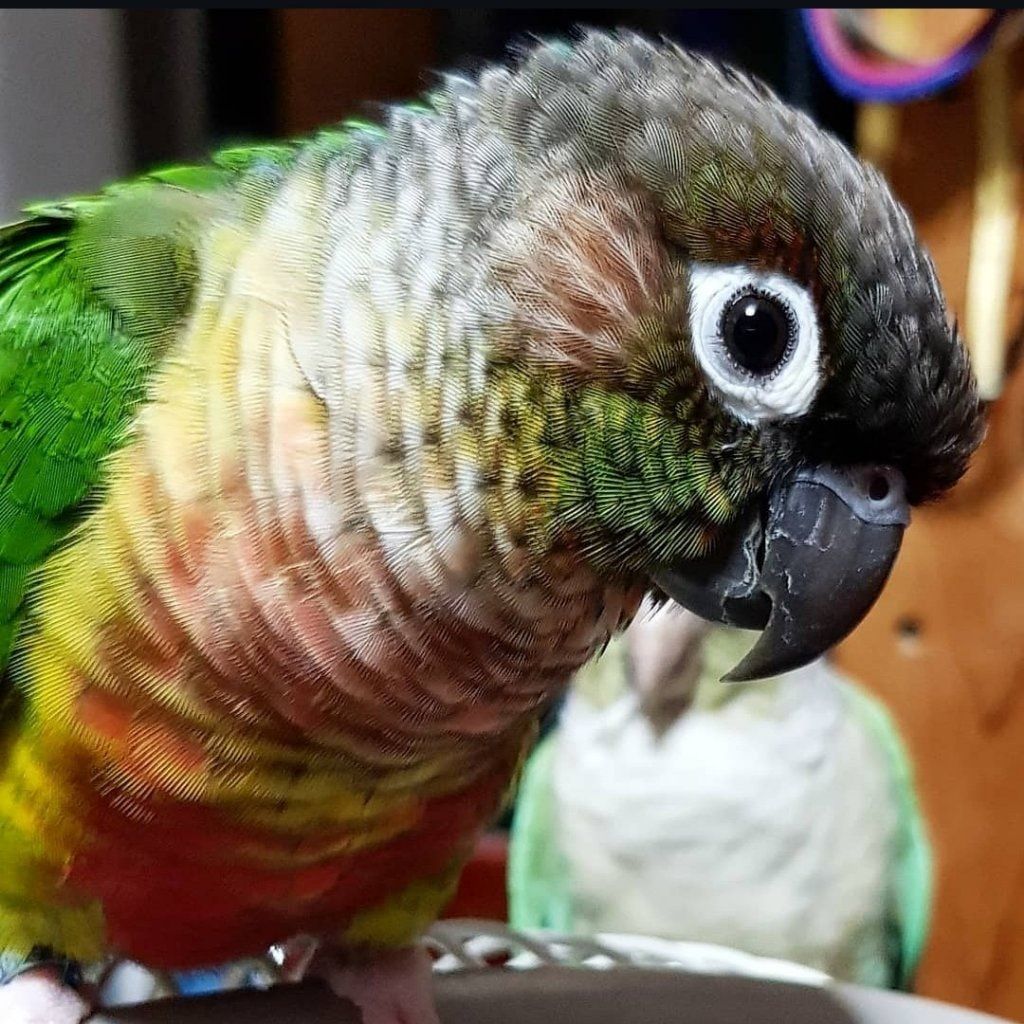 Sprinkles
