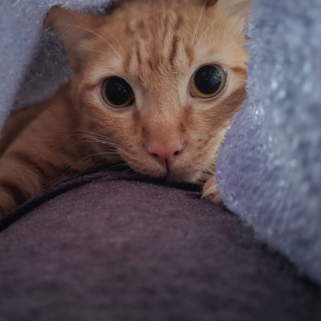 Sneakie