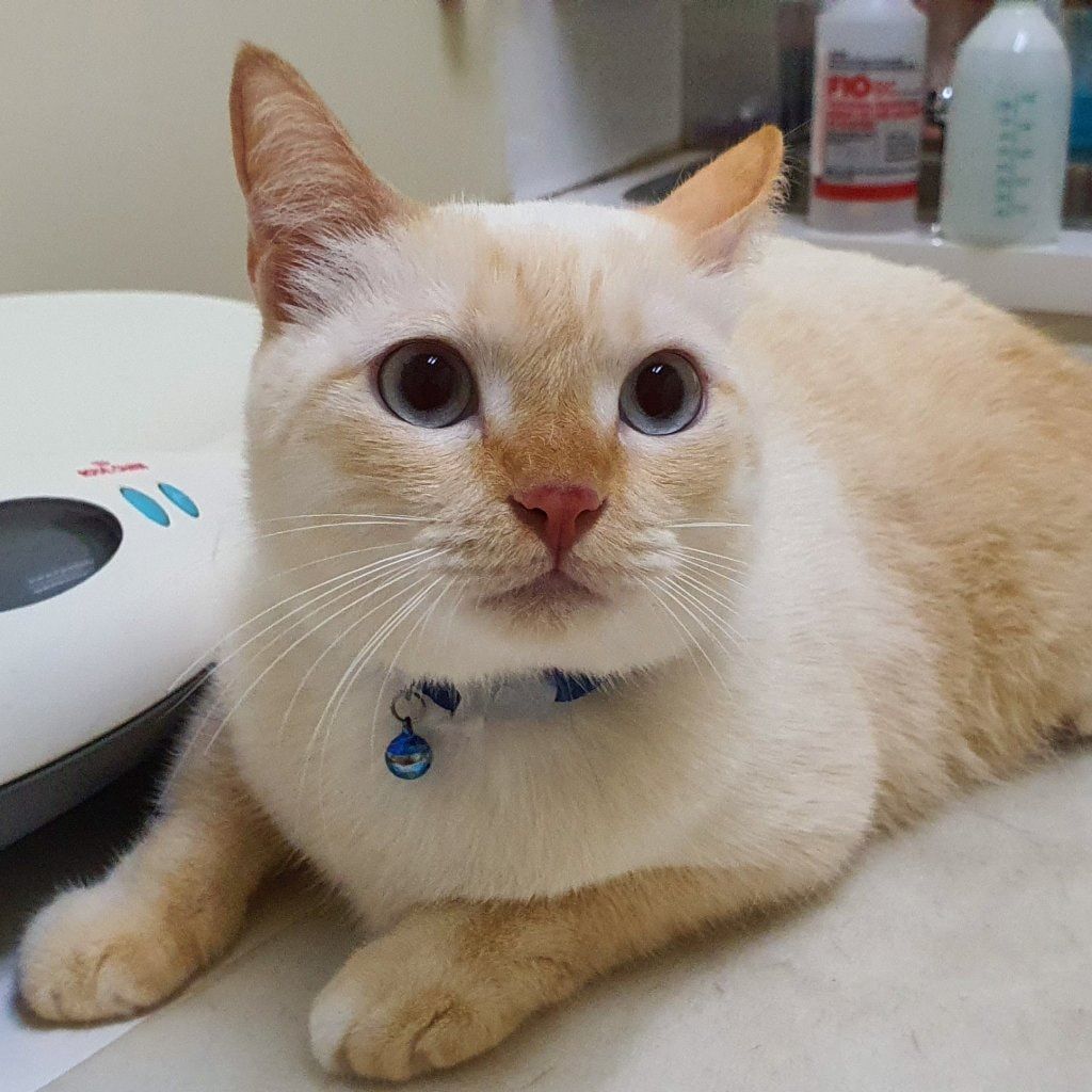 Snowie