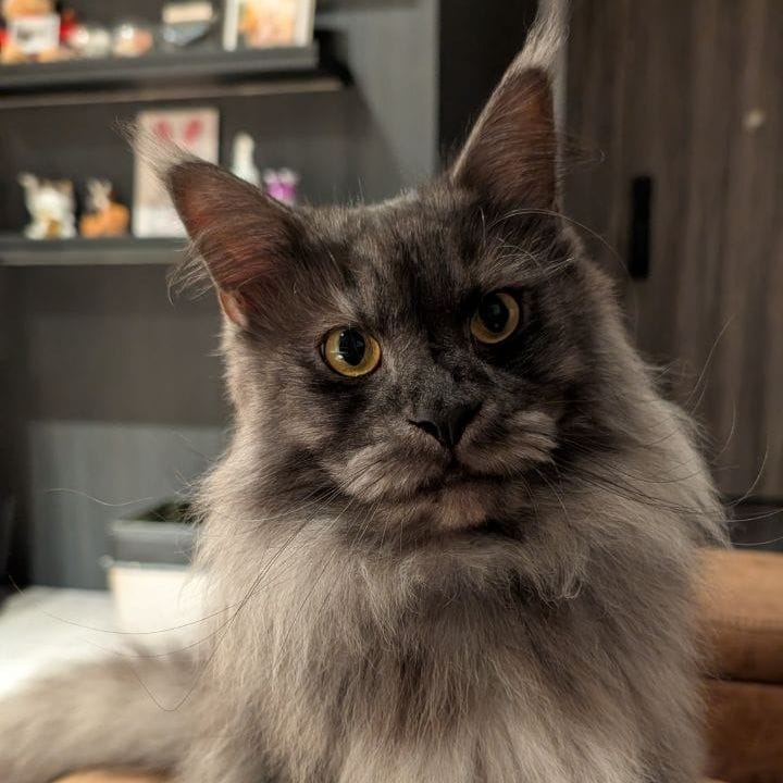 Guinness