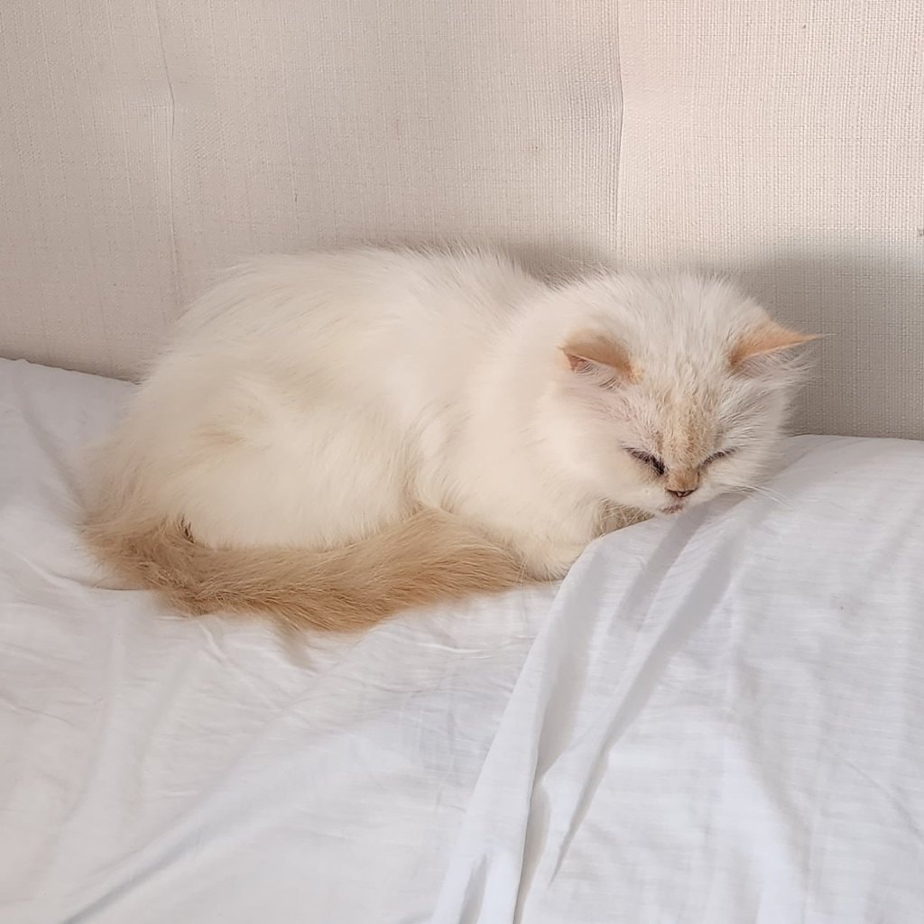 Mocchi