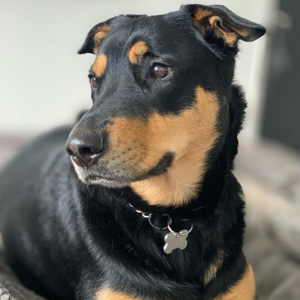 Maya