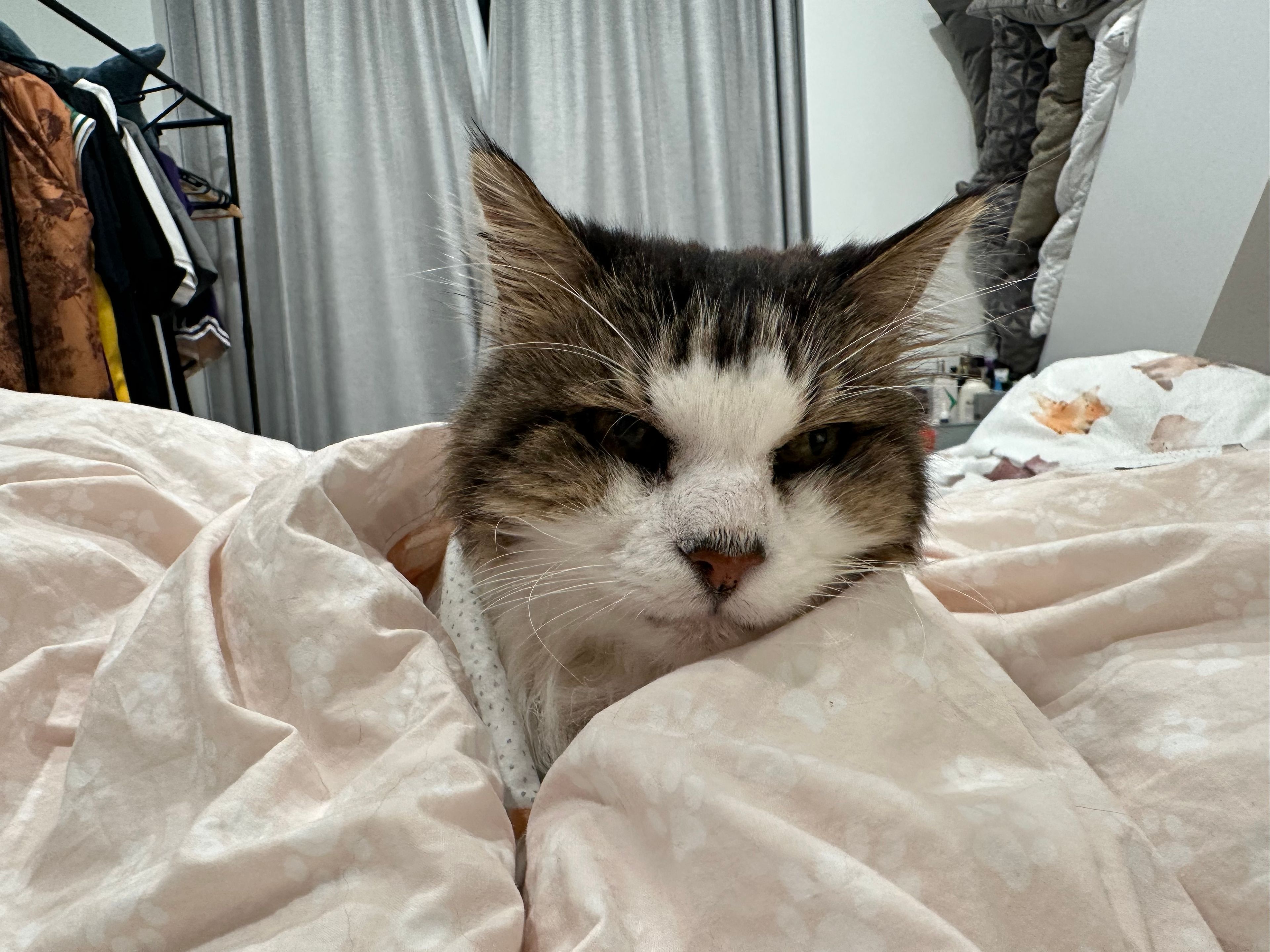 image-8