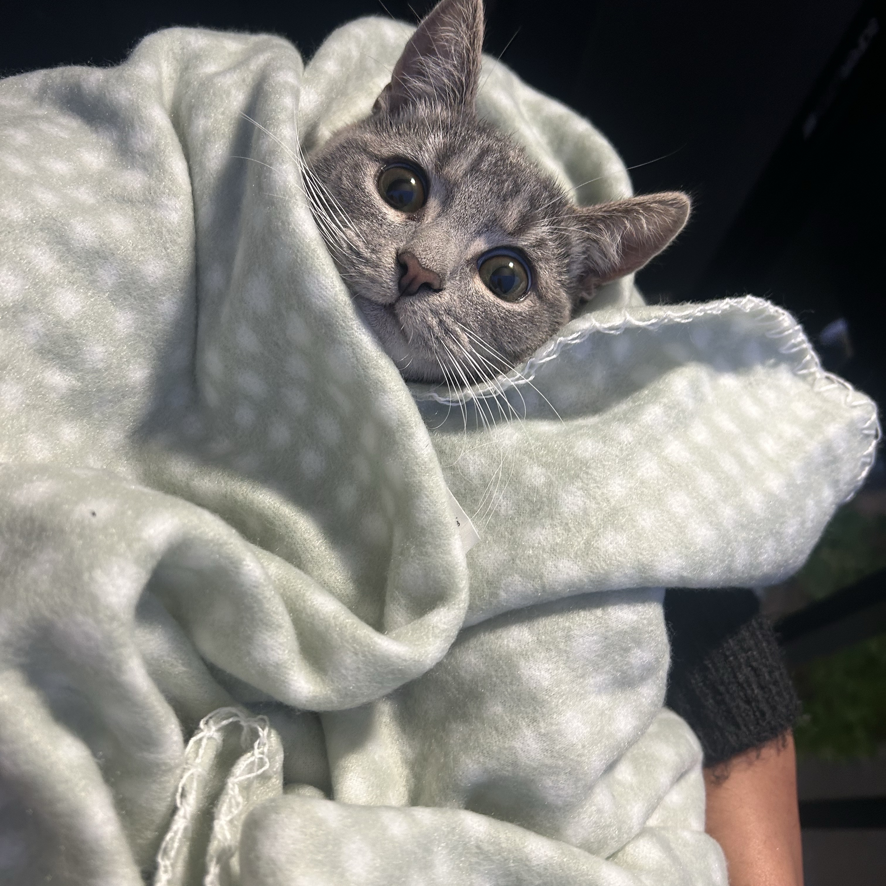 Pepper 