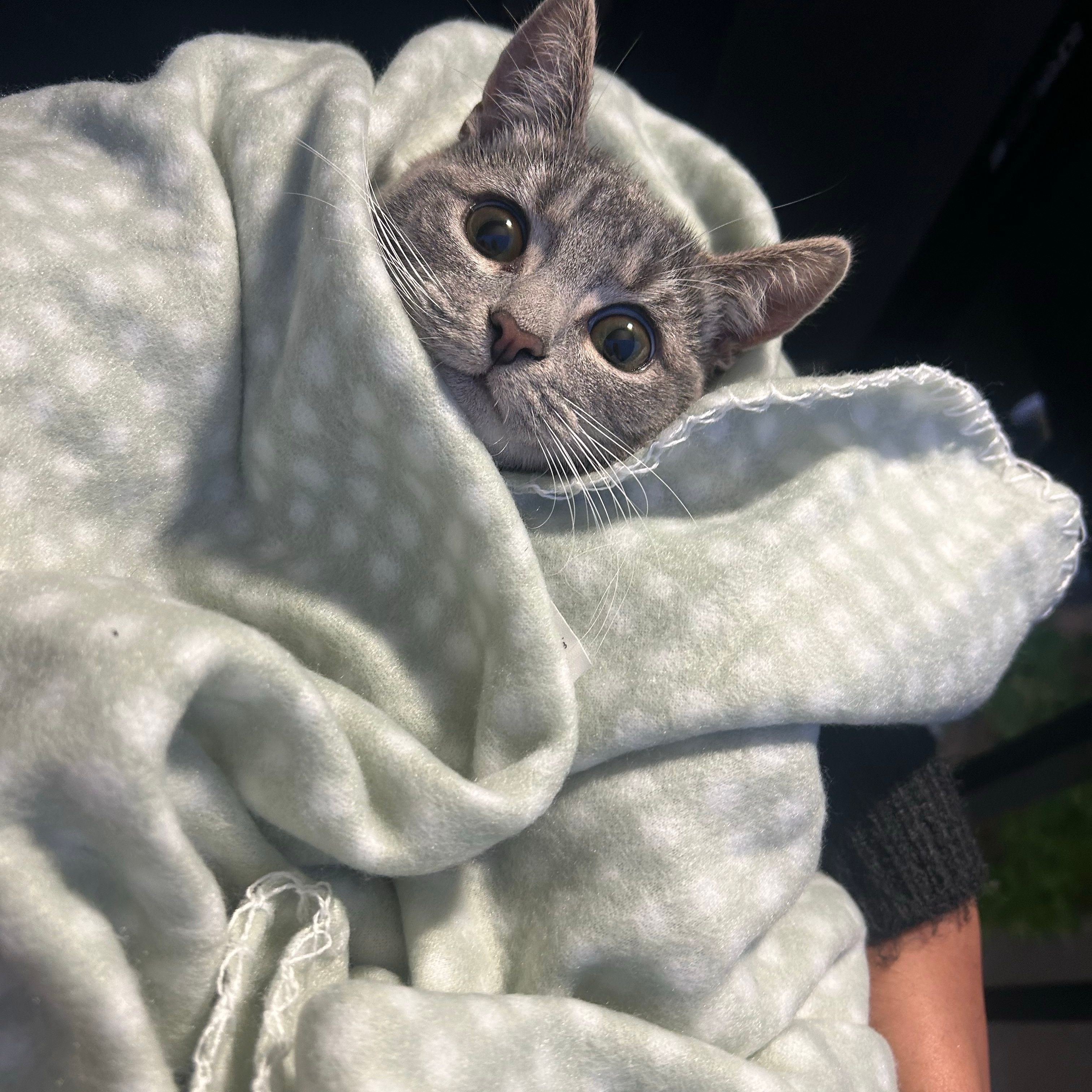 Pepper