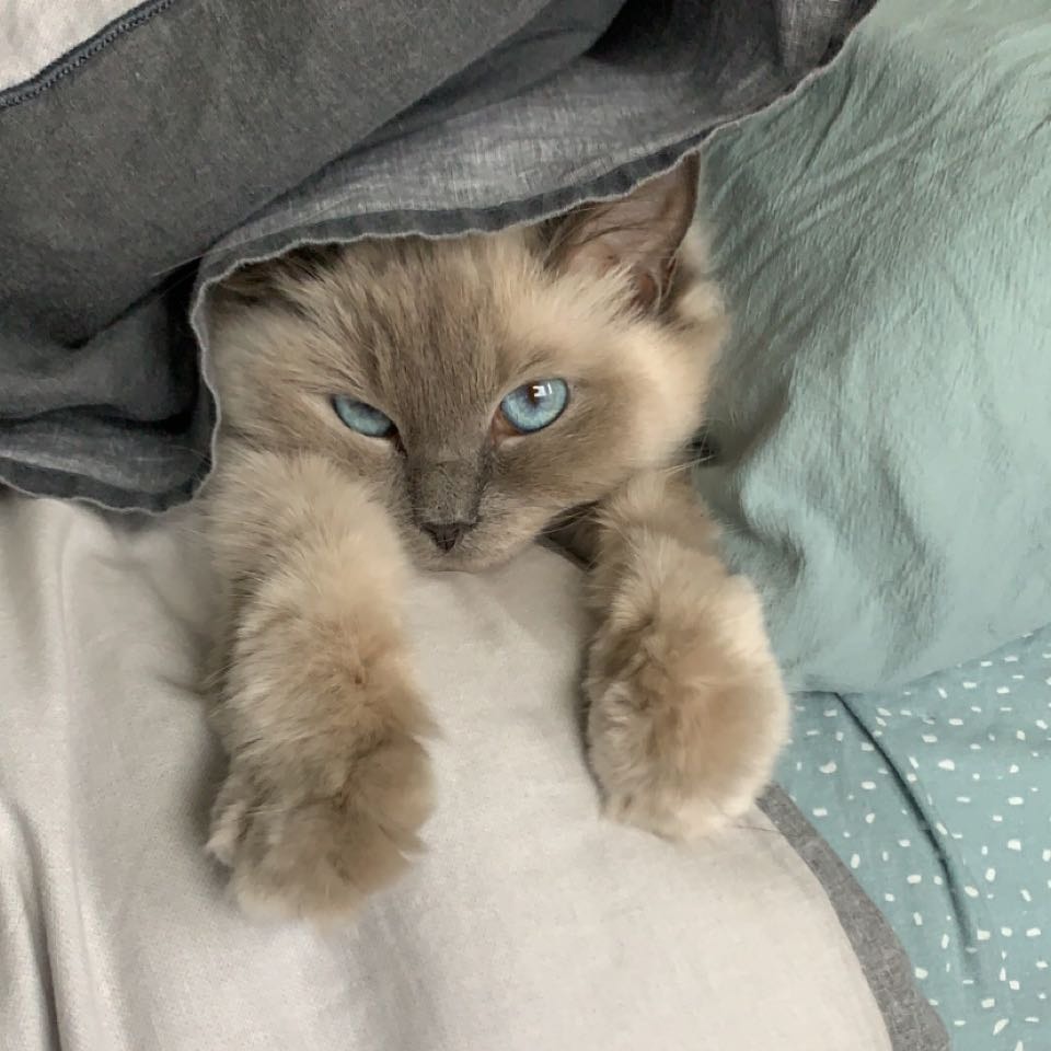 Ava