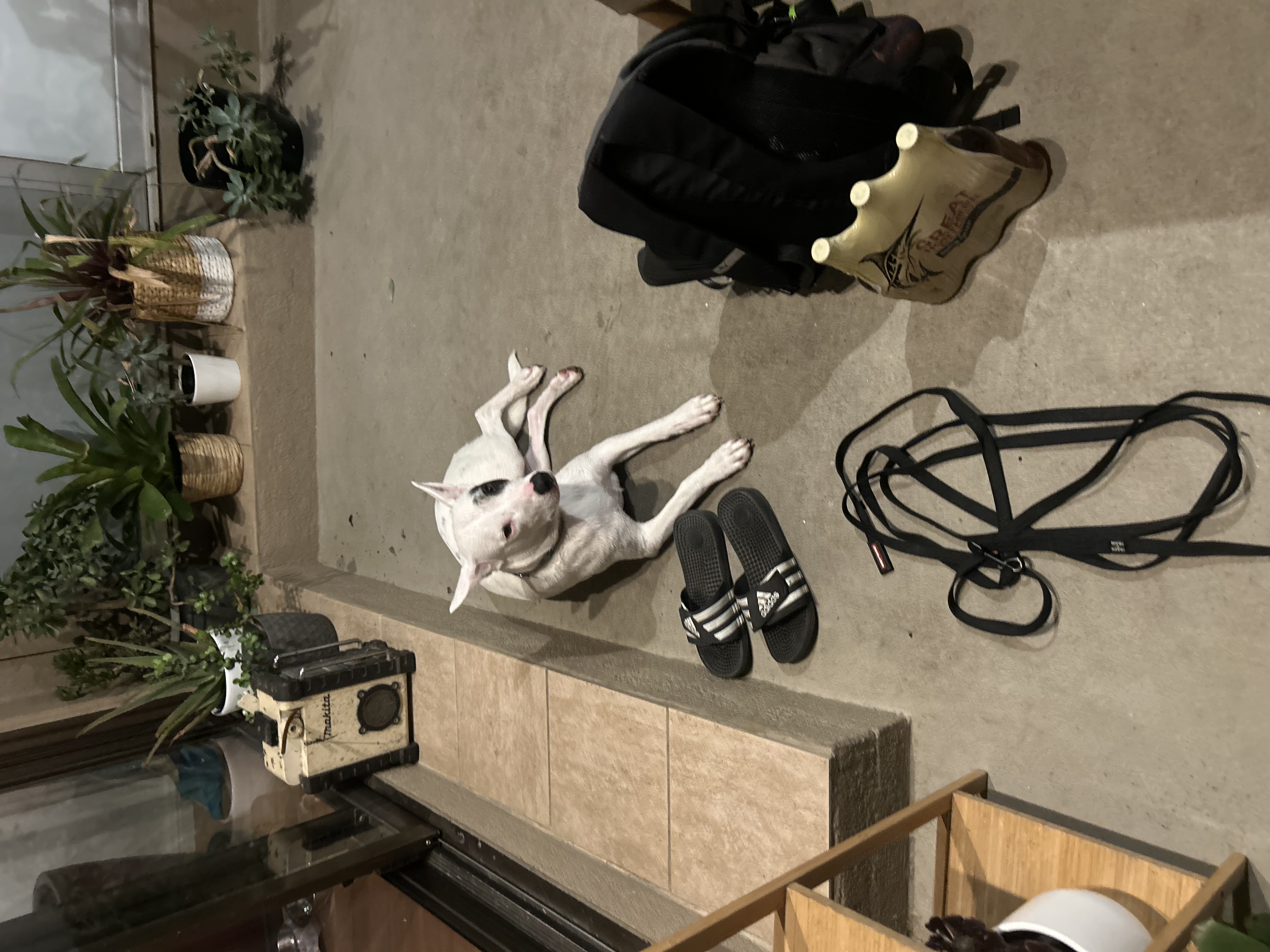 image-7