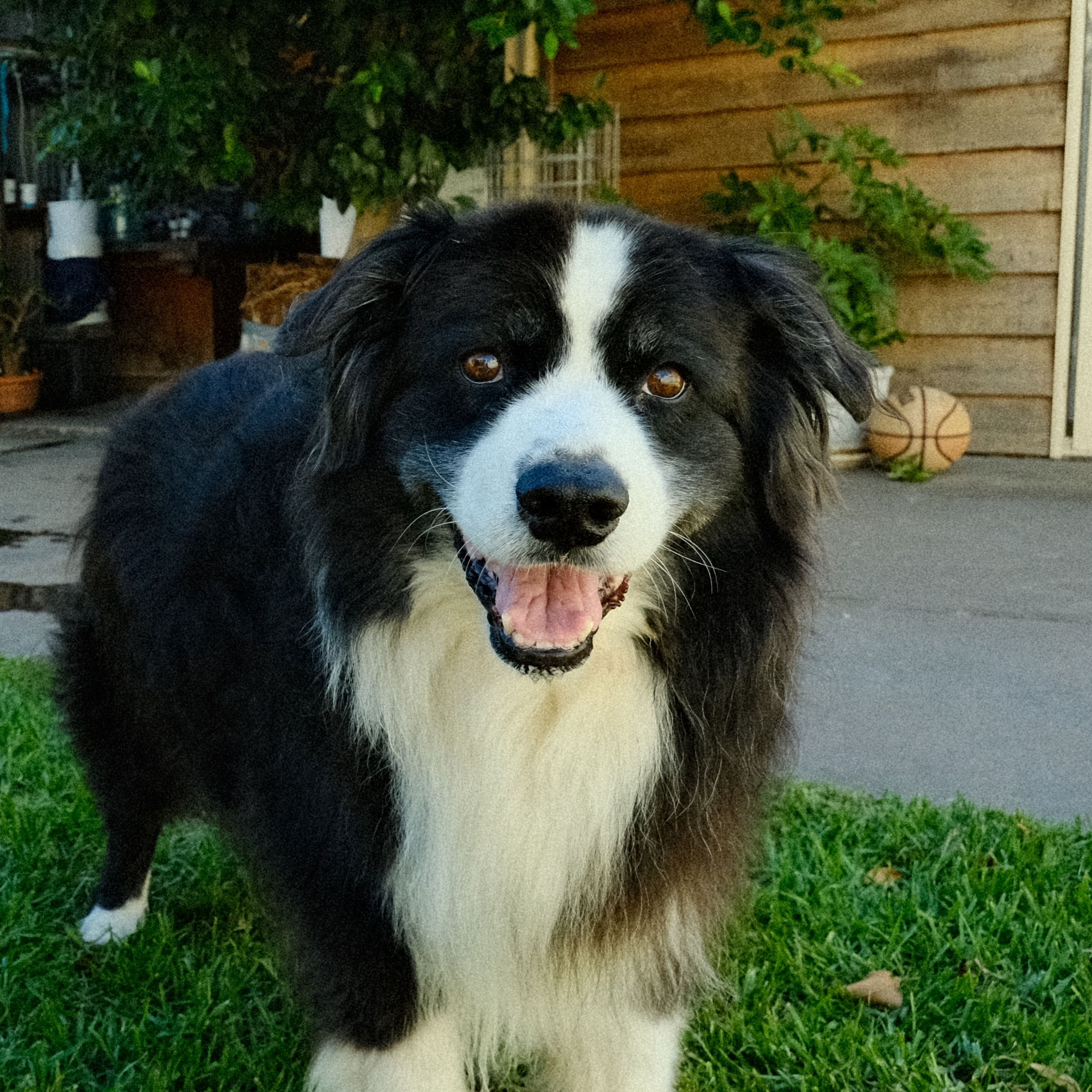 Baloo