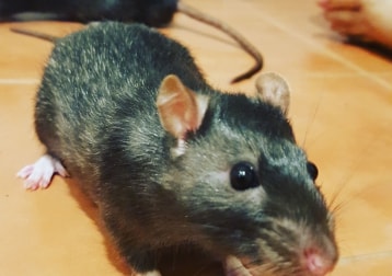 Cable, Tashi & Jaromir (rats)