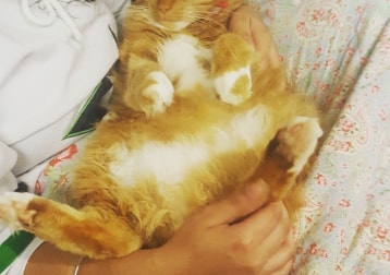 Edison