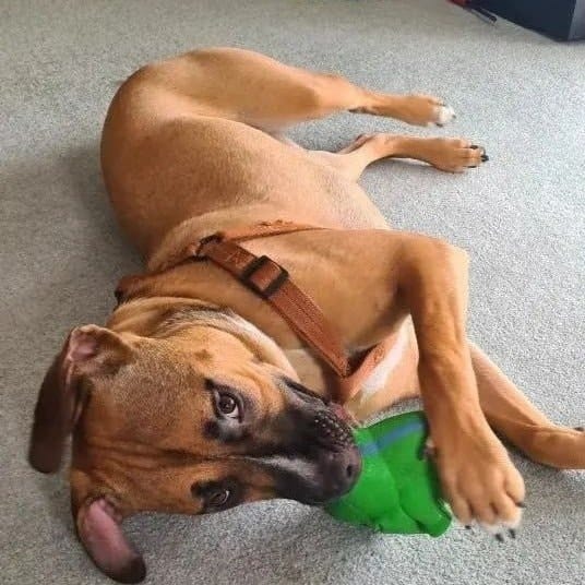 Bertie