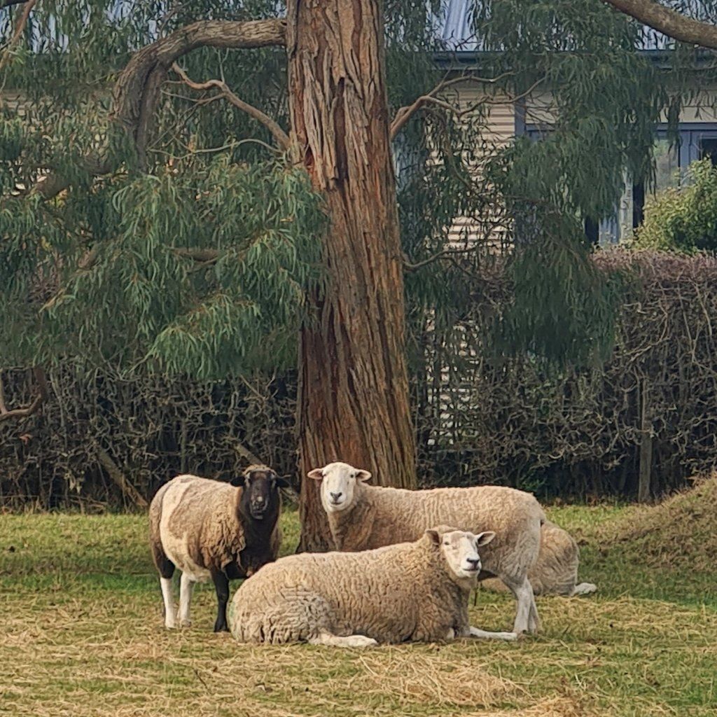 Sheep