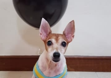 Milo