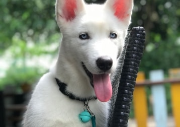 Ghost