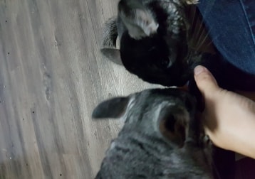 Bella, Torro (chinchillas)