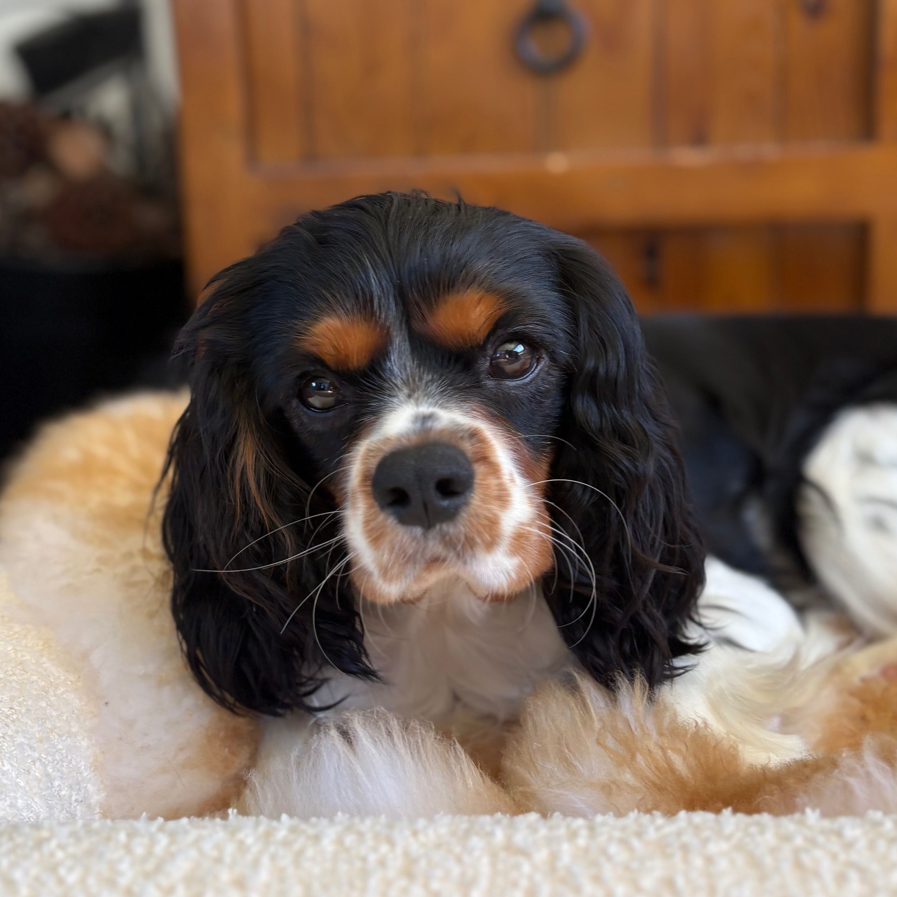 Buddy