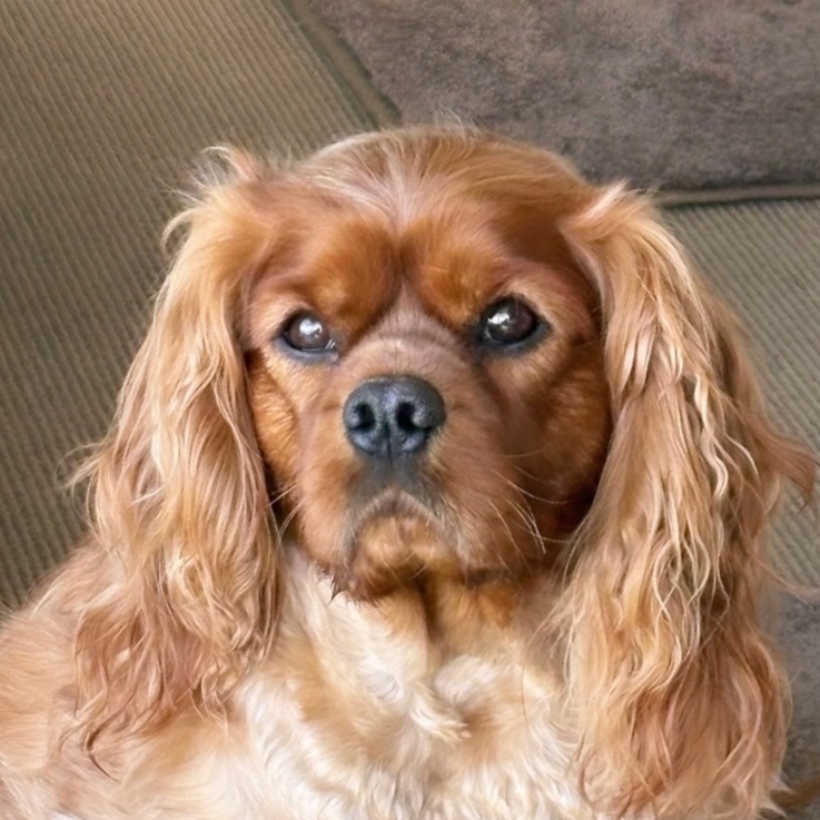 Alfie