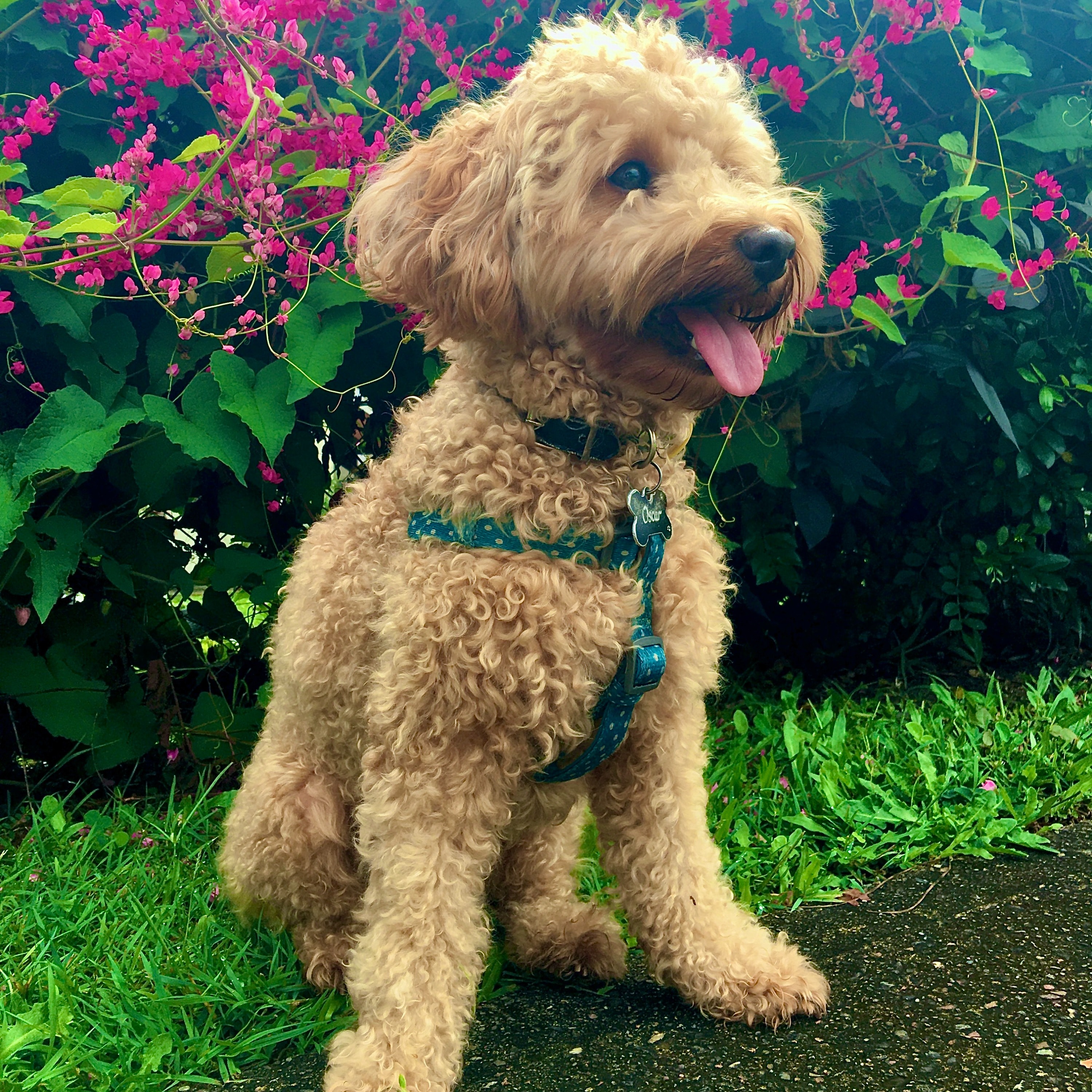 Oscar