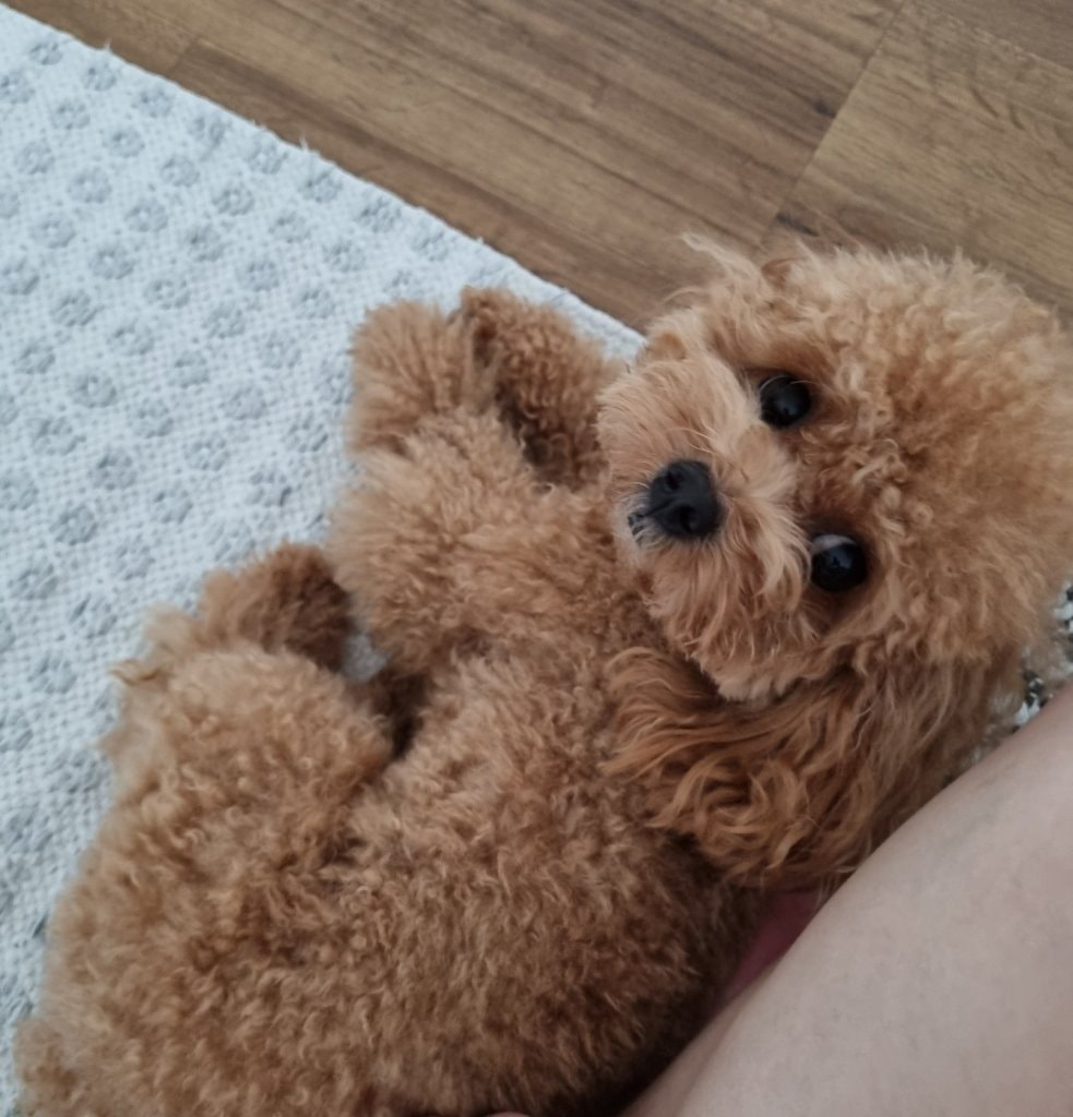 image-223