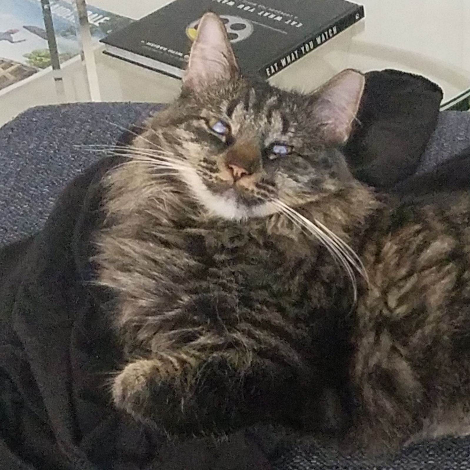 Bean