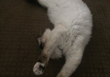 Willow