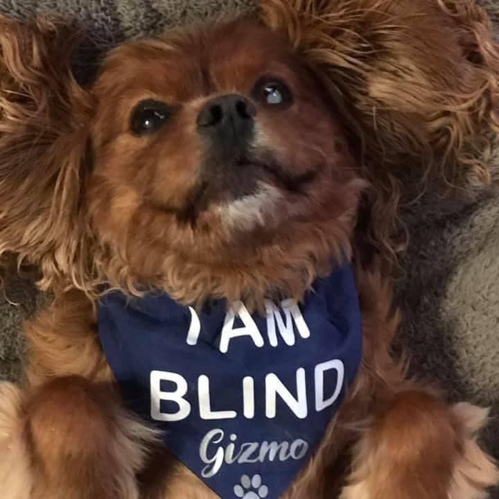 Gizmo