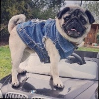 Gustav