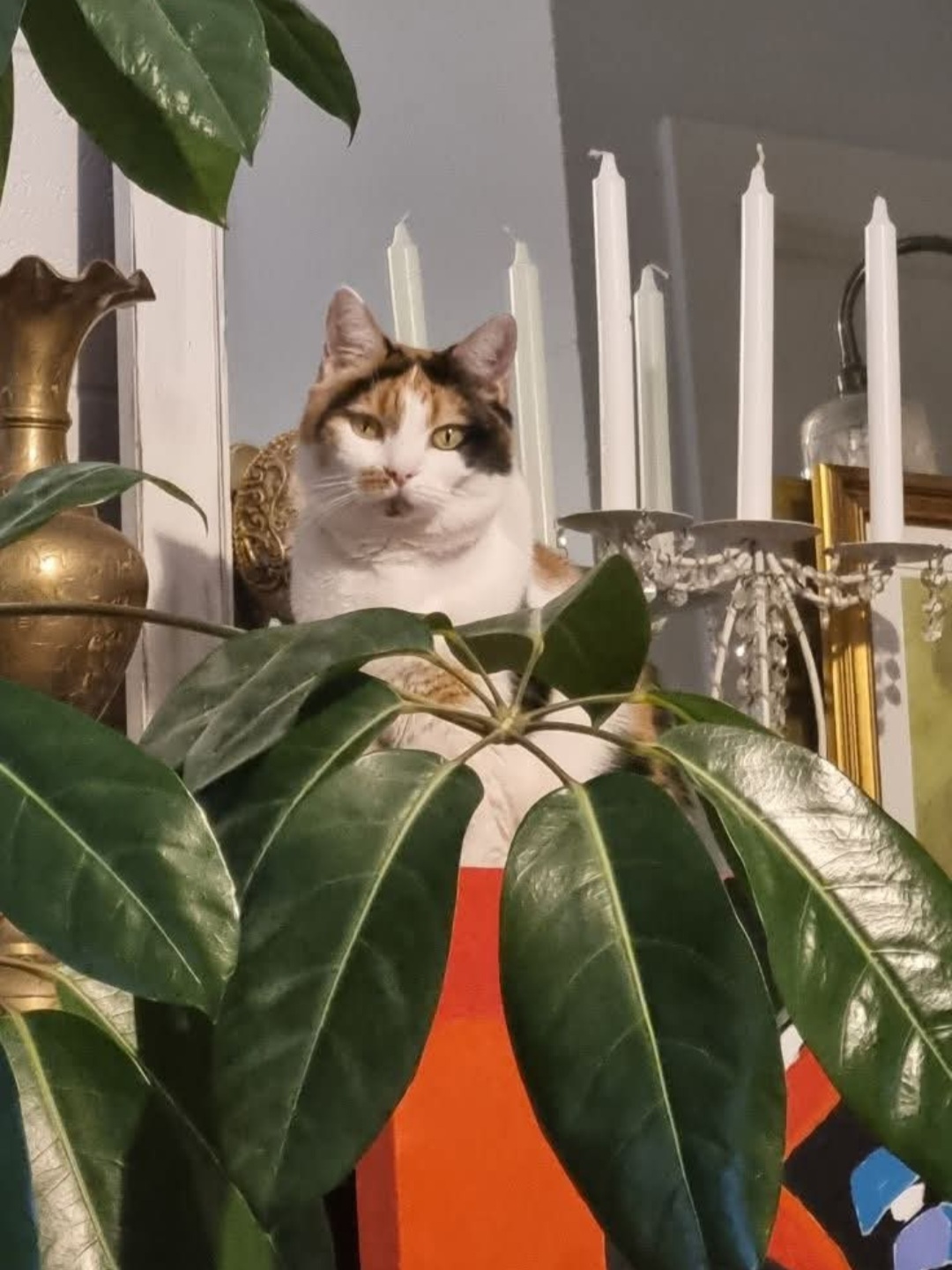 image-8