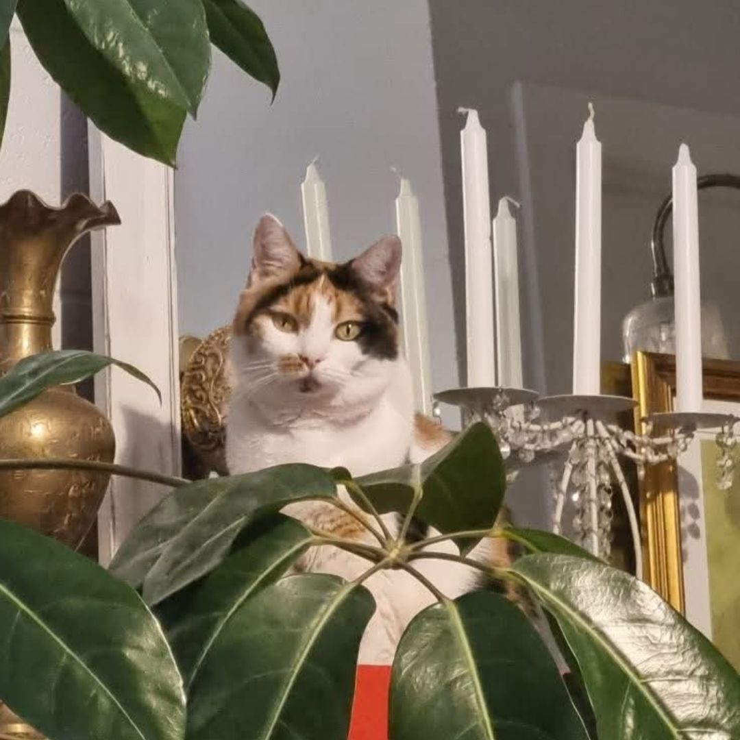 Lala Gracie