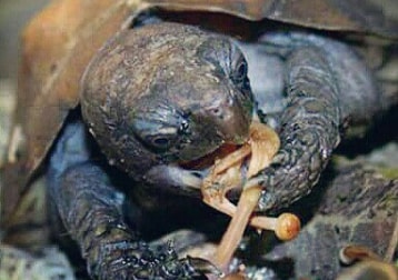 Poon (cuora Mouhotii) 